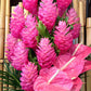 Hawaiian Pink Ginger Plant Root - 1 Pk - 2 Roots pp Discount Hawaiian Gifts