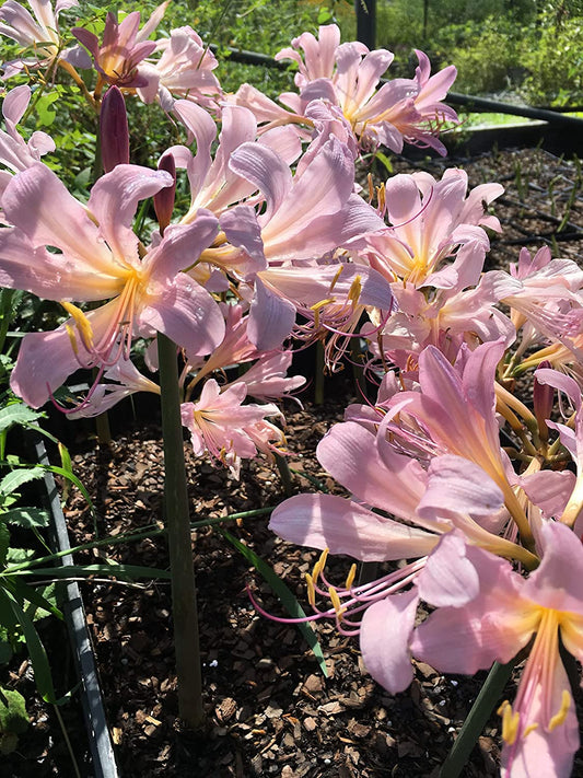 Bareroot Pink Spider Lily Lycoris Radiata Bulbs Hurricane Cluster Amayllis Growing Bonsai Roots Rhizomes Corms Tubers Potted Planting Reblooming Fragrant Garden Species Blooms Flower Seeds Plant Gardening