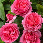 Sweet Rose Plant Seedlings Flower Seeds Perennial Growing Bonsai Corms Tubers Potted Planting Reblooming Fragrant Garden Roots Rhizomes Species Blooms Bulbs Gardening Tree