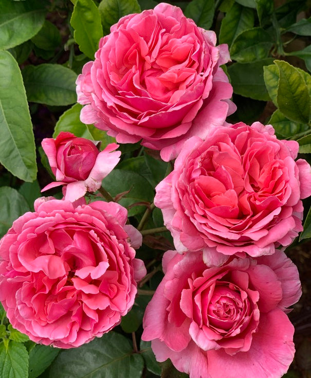Sweet Rose Plant Seedlings Flower Seeds Perennial Growing Bonsai Corms Tubers Potted Planting Reblooming Fragrant Garden Roots Rhizomes Species Blooms Bulbs Gardening Tree