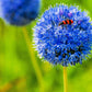 Blue Allium Bulbs for Planting - Allium "Azureum" Caeruleum (5 Bulbs)