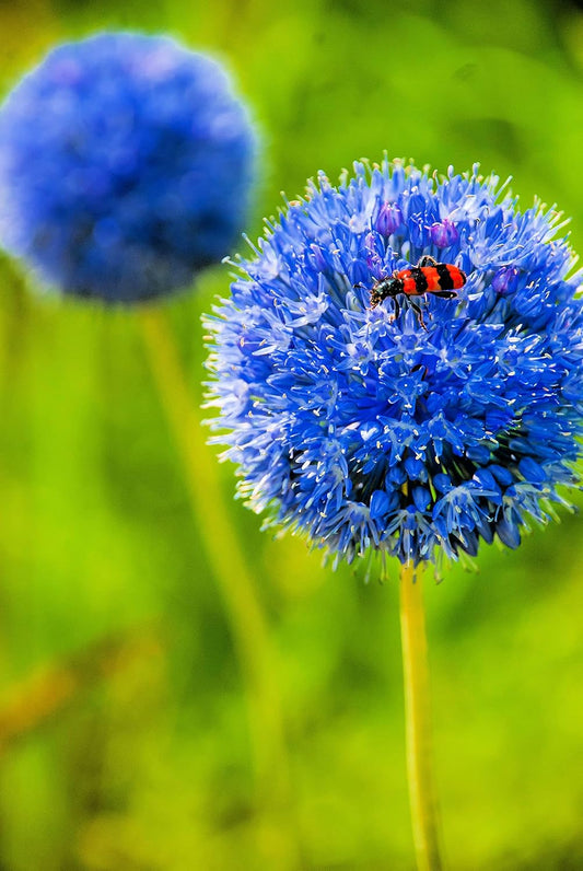 Blue Allium Bulbs for Planting - Allium "Azureum" Caeruleum (5 Bulbs)