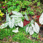 Caladium Bicolor Seeds Angel Wings Tropical Perennial Heavy Shade Tolerant Containers Beds Borders Indoor Oudoor 100Pcs Mixed Herb Seeds by YEGAOL Garden