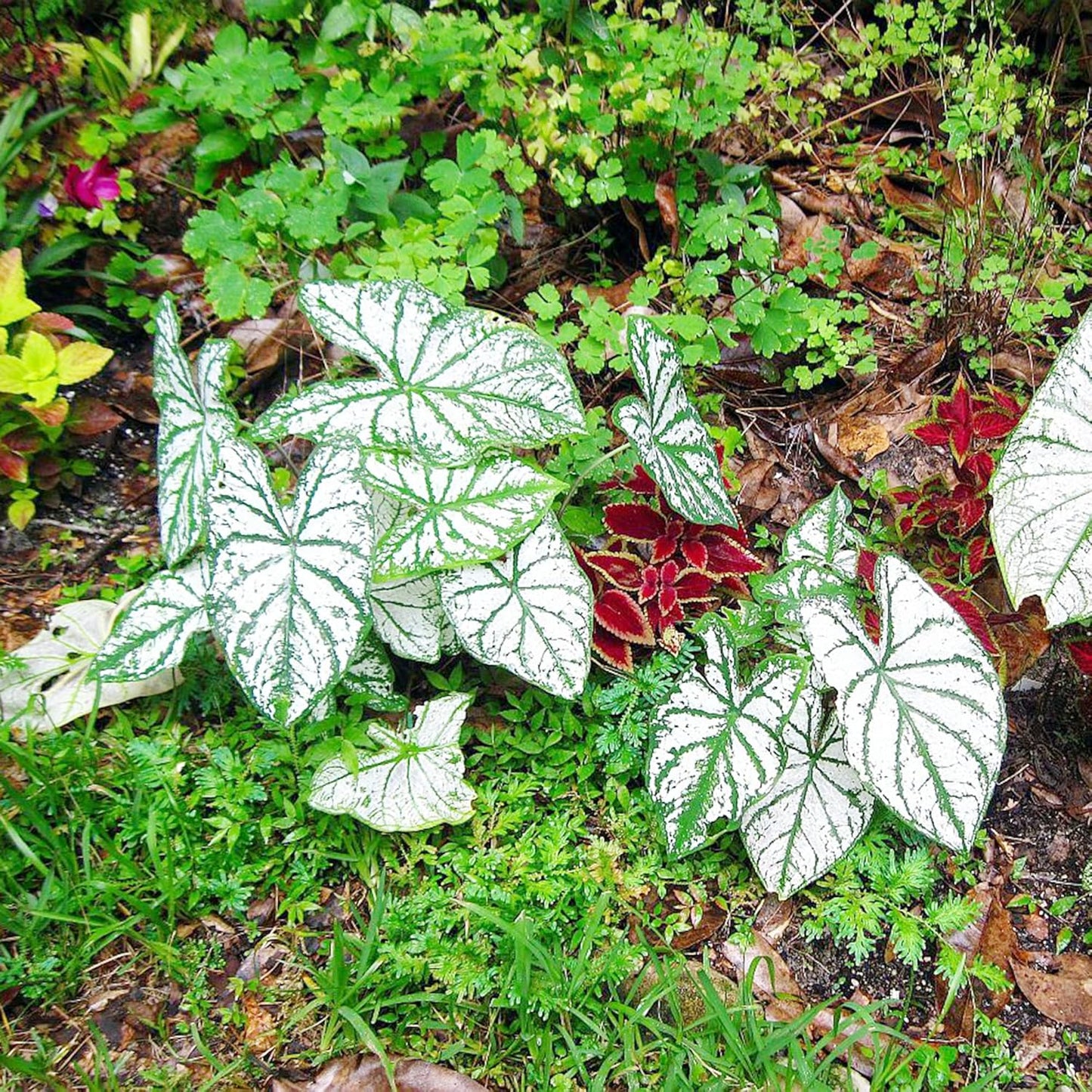 Caladium Bicolor Seeds Angel Wings Tropical Perennial Heavy Shade Tolerant Containers Beds Borders Indoor Oudoor 100Pcs Mixed Herb Seeds by YEGAOL Garden