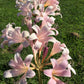 Bareroot Pink Spider Lily Lycoris Radiata Bulbs Hurricane Cluster Amayllis Growing Bonsai Roots Rhizomes Corms Tubers Potted Planting Reblooming Fragrant Garden Species Blooms Flower Seeds Plant Gardening