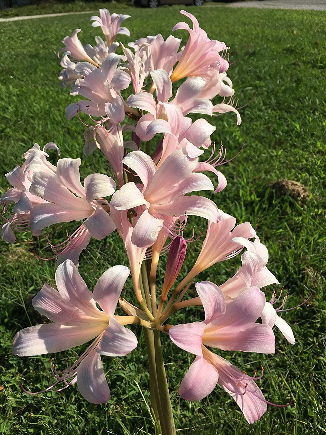 Bareroot Pink Spider Lily Lycoris Radiata Bulbs Hurricane Cluster Amayllis Growing Bonsai Roots Rhizomes Corms Tubers Potted Planting Reblooming Fragrant Garden Species Blooms Flower Seeds Plant Gardening