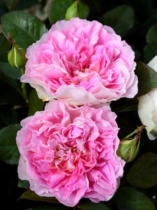 Borneo Odore Rose Seedlings Flower Seeds Perennial Growing Bonsai Corms Tubers Potted Planting Reblooming Fragrant Garden Roots Rhizomes Species Blooms Plant Bulbs Gardening Tree