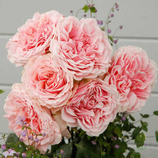 Amoros Rose Seedlings Flower Seeds Perennial Growing Bonsai Corms Tubers Potted Planting Reblooming Fragrant Garden Roots Rhizomes Species Blooms Plant Bulbs Gardening Tree