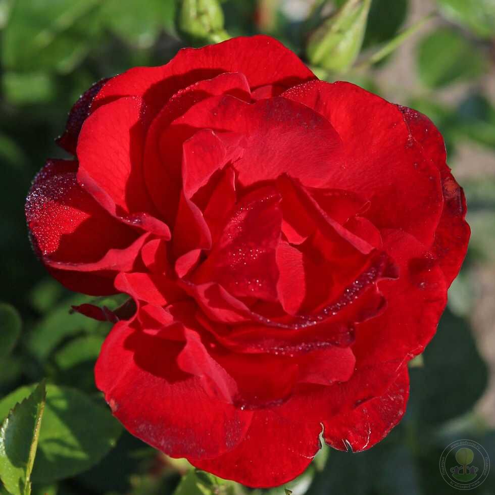 Cayen Rose Seedlings Flower Seeds Perennial Growing Bonsai Corms Tubers Potted Planting Reblooming Fragrant Garden Roots Rhizomes Species Blooms Plant Bulbs Gardening Tree