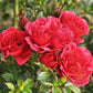 Crimson pixie Rose Seedlings Flower Seeds Perennial Growing Bonsai Corms Tubers Potted Planting Reblooming Fragrant Garden Roots Rhizomes Species Blooms Plant Bulbs Gardening Tree