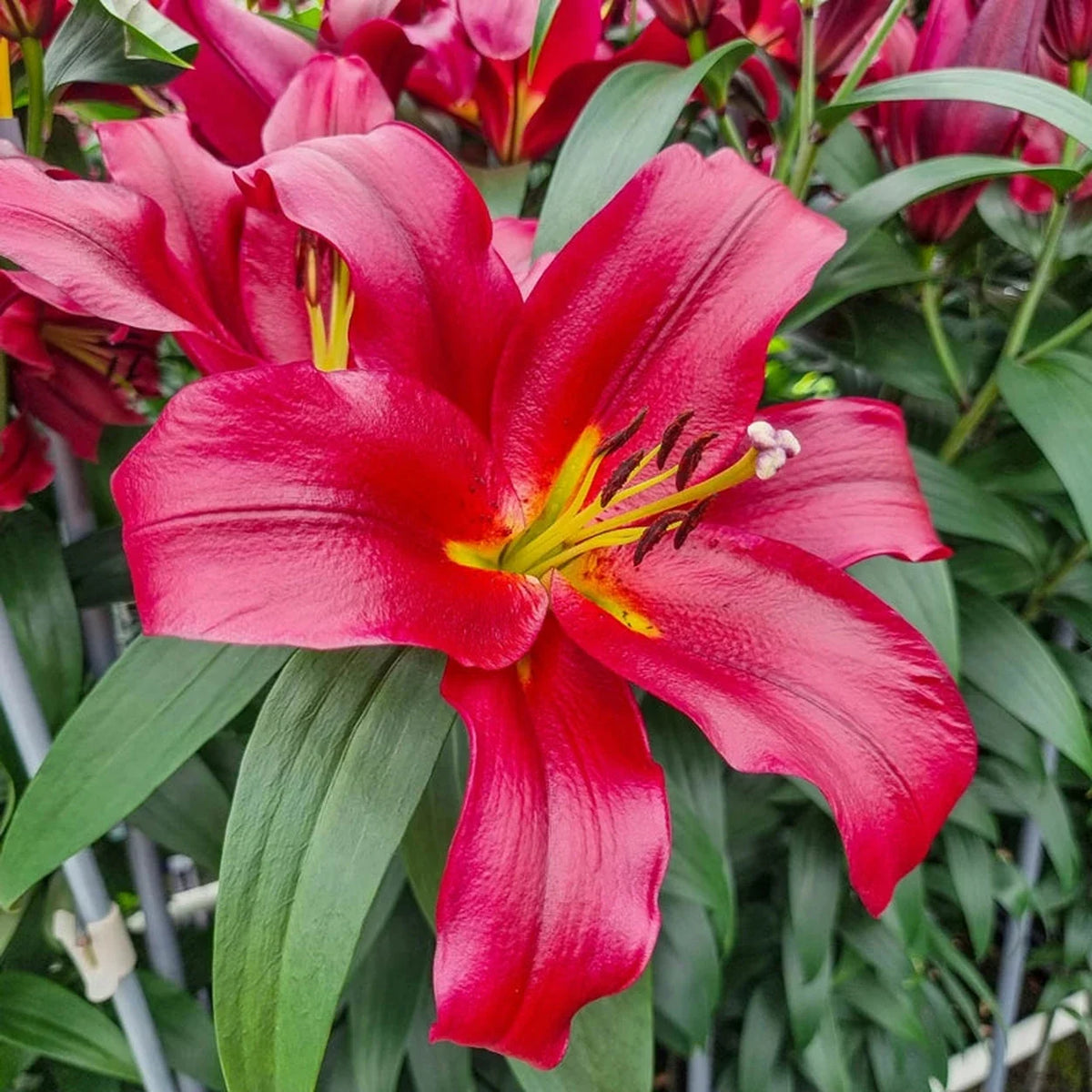 Lasting Love Lily Tree