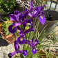 Purple Tall Dutch Iris