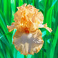 Apricot Kerfuffle Bearded Iris