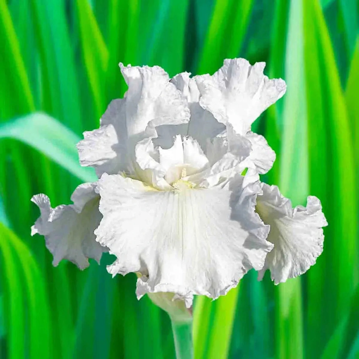 Frequent Flyer Reblooming Bearded Iris