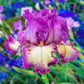 Rock Star Reblooming Bearded Iris