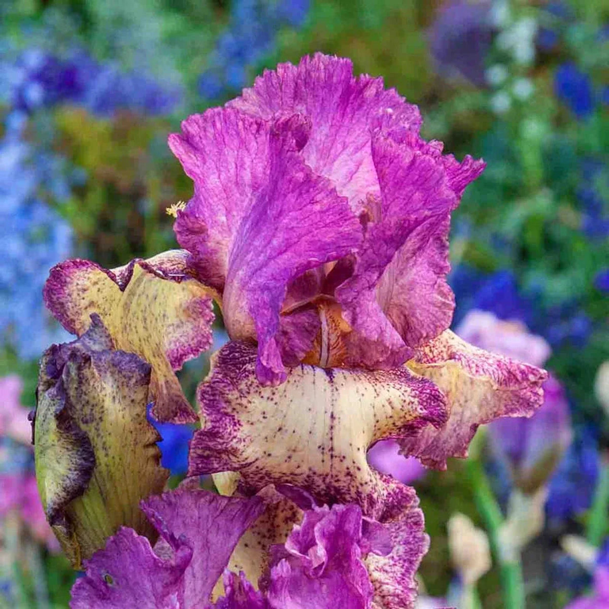 Rock Star Reblooming Bearded Iris