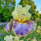 Style Traveller Bearded Iris