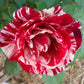 Sentiment Rose Seedlings Flower Seeds Perennial Growing Bonsai Corms Tubers Potted Planting Reblooming Fragrant Garden Roots Rhizomes Species Blooms Plant Bulbs Gardening Tree