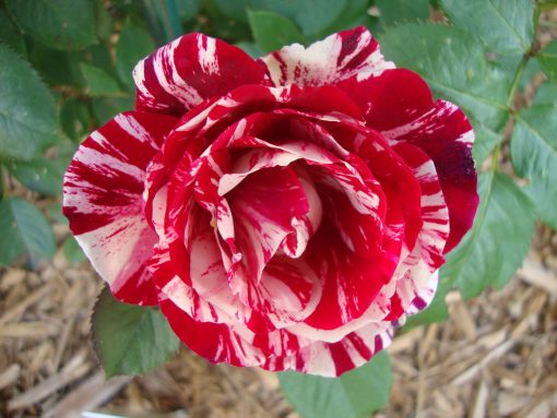 Sentiment Rose Seedlings Flower Seeds Perennial Growing Bonsai Corms Tubers Potted Planting Reblooming Fragrant Garden Roots Rhizomes Species Blooms Plant Bulbs Gardening Tree