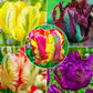 Parrot Tulip Collection
