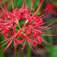Red Lycoris Radiata Spider Lilies Bulbs Hurricane Lily Cluster Amayllis Growing Bonsai Roots Rhizomes Corms Tubers Potted Planting Reblooming Fragrant Garden Species Blooms Flower Seeds Plant Gardening