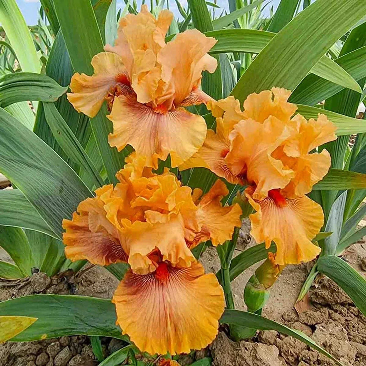 Whiskey Tango Bearded Iris