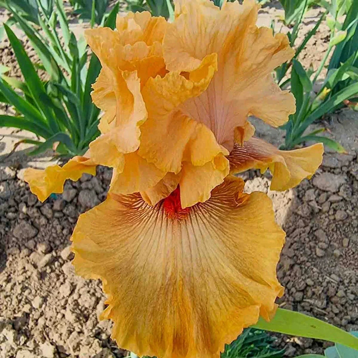 Whiskey Tango Bearded Iris