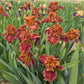 Chestnuts Roasting Bearded Iris