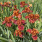 Chestnuts Roasting Bearded Iris