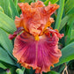 Chestnuts Roasting Bearded Iris