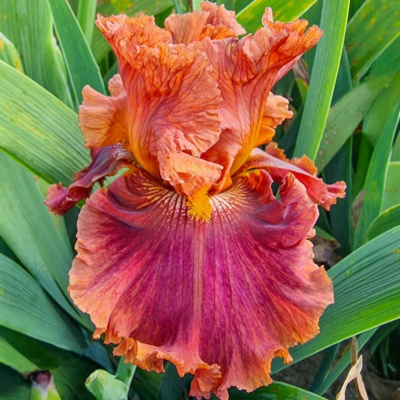 Chestnuts Roasting Bearded Iris