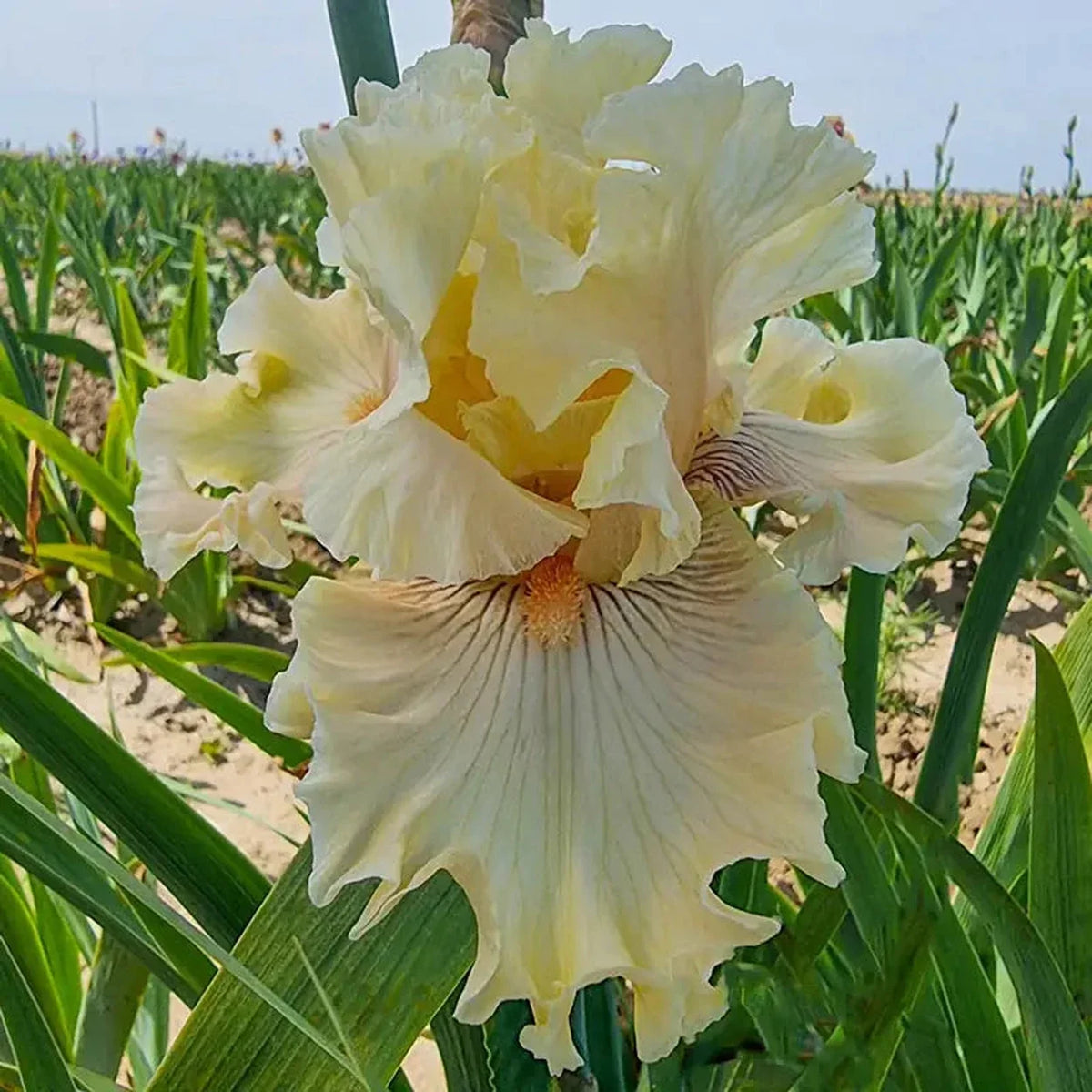 Cotillion Gown Bearded Iris