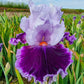 Daring Deception Bearded Iris