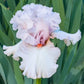 Head Over Heels Bearded Iris