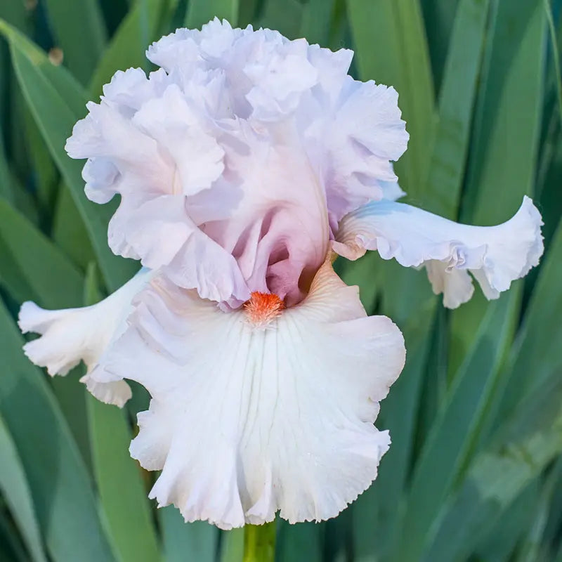Head Over Heels Bearded Iris