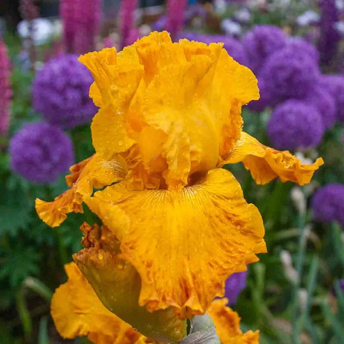 Livin' Easy Bearded Iris