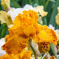 Livin' Easy Bearded Iris