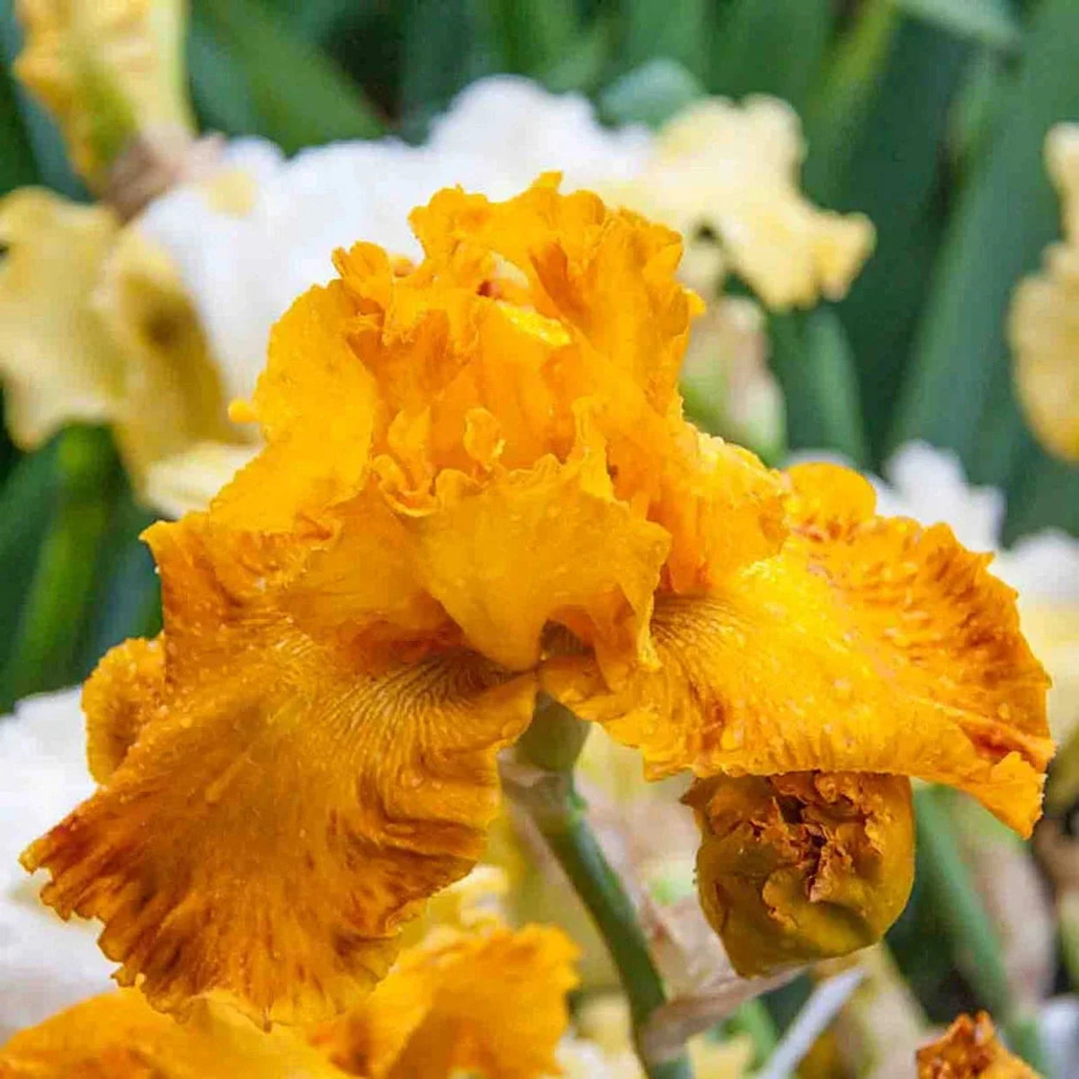 Livin' Easy Bearded Iris