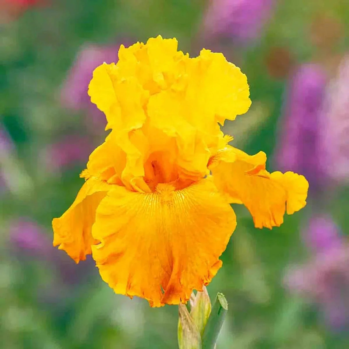 Livin' Easy Bearded Iris