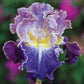 Moonlit Water Bearded Iris