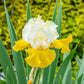 Neutron Dance Bearded Iris