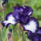 Oreo Bearded Iris