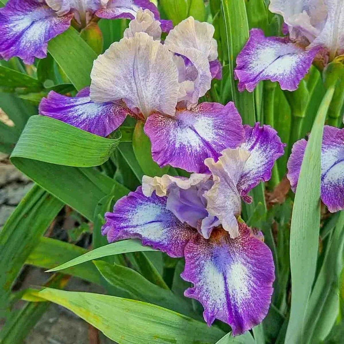 Pathway Border Bearded Iris