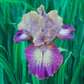 Pathway Border Bearded Iris