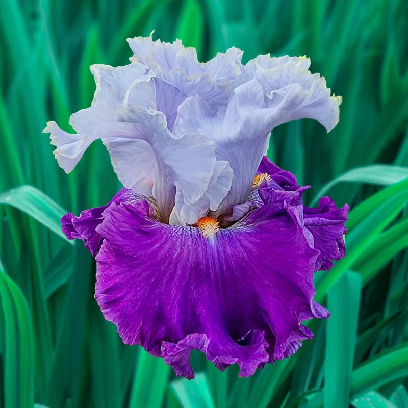 Picadilly Party Bearded Iris
