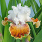 Sassy Tart Bearded Iris