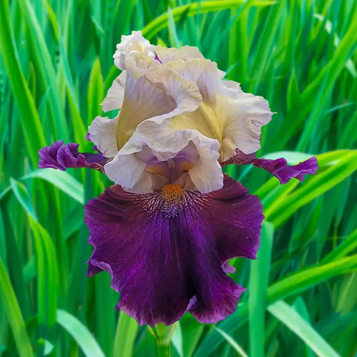 Triple Dip Reblooming Bearded Iris
