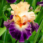 Undercurrent Bearded Iris
