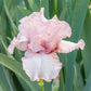 One Last Kiss Bearded Iris