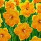 Outright Orange Daffodil